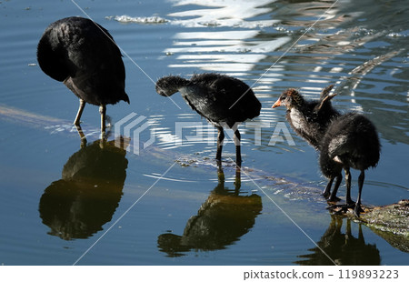 Not yet fledged chicks of the waterfowl Coot basking in the sunlight Not yet fledged chicks of the waterfowl Coot basking in the sunlight 119893223