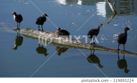 Not yet fledged chicks of the waterfowl Coot basking in the sunlight Not yet fledged chicks of the waterfowl Coot basking in the sunlight 119893224