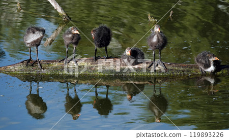 Not yet fledged chicks of the waterfowl Coot basking in the sunlight 119893226