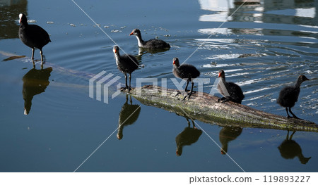 Not yet fledged chicks of the waterfowl Coot basking in the sunlight 119893227