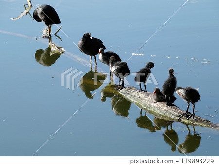 Not yet fledged chicks of the waterfowl Coot basking in the sunlight 119893229