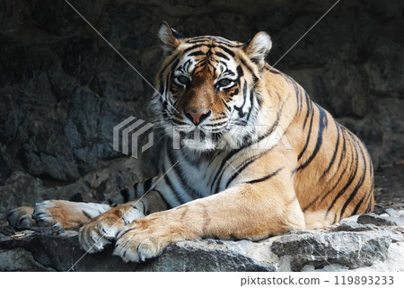 Bengali in its territory - close-up 119893233