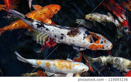 A lot of goldfish of different colors swim in the water A lot of goldfish of different colors swim in the water 119893236