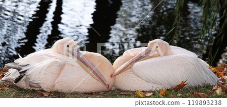 Bird pink pelican in autumn - large Bird pink pelican in autumn - large 119893238