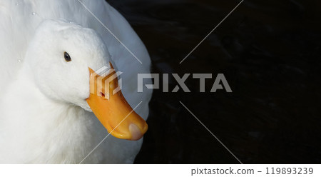 Bird Peking duck in autumn - large 119893239