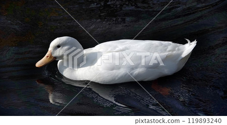 Bird Peking duck in autumn - large Bird Peking duck in autumn - large 119893240
