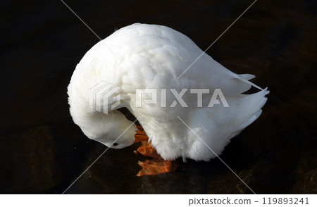 Bird Peking duck in autumn - large Bird Peking duck in autumn - large 119893241