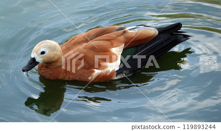 Bird Ogar in autumn - large 119893244