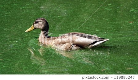 Wild Duck Mallard swims in the backwater - large Wild Duck Mallard swims in the backwater - large 119893245