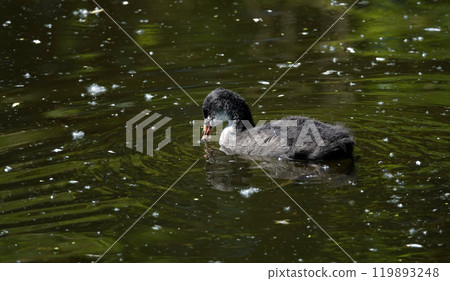 Not yet fledged chicks of the coot waterfowl swim in the lake Not yet fledged chicks of the coot waterfowl swim in the lake 119893248