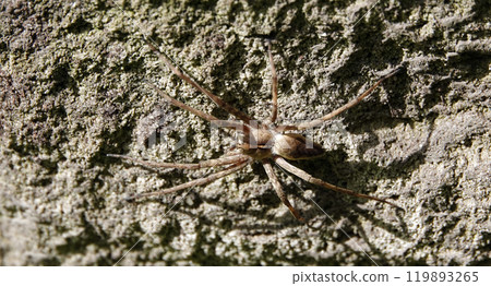 Spider Wolf living in Ukrainian forests 119893265