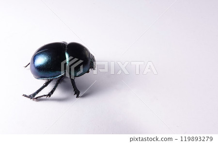 Large dung beetle on white paper Large dung beetle on white paper 119893279