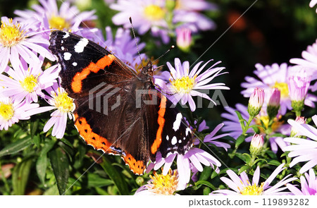 Butterfly eats nectar with flowers in its proboscis Butterfly eats nectar with flowers in its proboscis 119893282