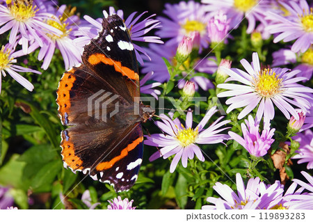 Butterfly eats nectar with flowers in its proboscis 119893283