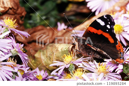 Butterfly eats nectar with flowers in its proboscis Butterfly eats nectar with flowers in its proboscis 119893284
