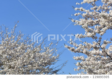 Cherry Blossoms	 119893305