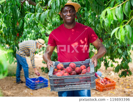 Portrait of african american hired worker with crate of peaches Portrait of african american hired worker with crate of peaches 119893396