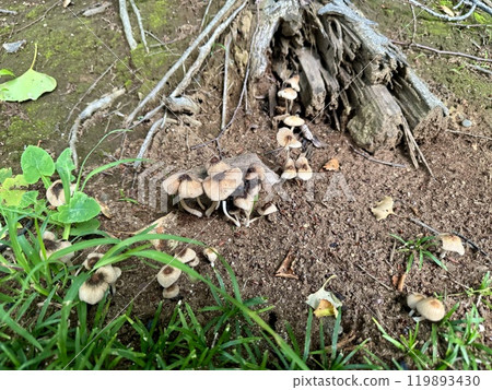 Something that looks like a mushroom growing in the soil/The nature Something that looks like a mushroom growing in the soil/The nature 119893430