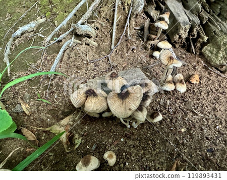 Something that looks like a mushroom growing in the soil/The nature Something that looks like a mushroom growing in the soil/The nature 119893431