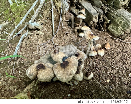 長在土裡的蘑菇一樣的東西/大自然 119893432