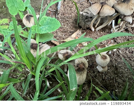 Something that looks like a mushroom growing in the soil/The nature Something that looks like a mushroom growing in the soil/The nature 119893434