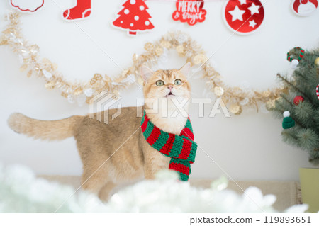 winter holiday and cat concept with british cat wear silk scarf and play with pine and christmas tree decorate background 119893651