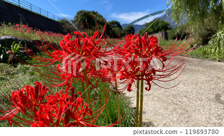 彼岸花和平成新山 119893780