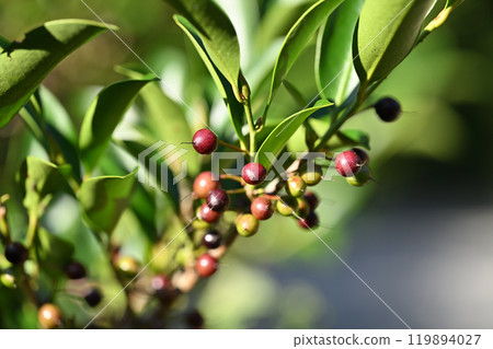 Color change of the Sakaki fruit 119894027