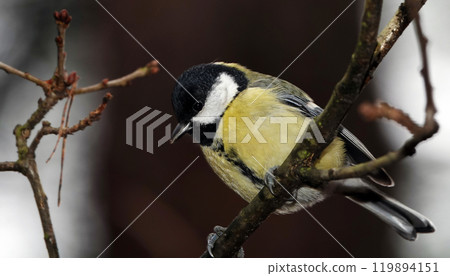 Great tit in the forest during the feeding period 119894151