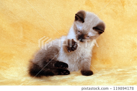 Siamese kitten on a peach background Siamese kitten on a peach background 119894178