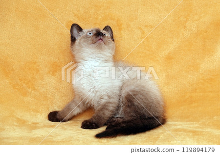 Siamese kitten on a peach background Siamese kitten on a peach background 119894179