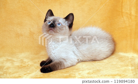 Siamese kitten on a peach background Siamese kitten on a peach background 119894180