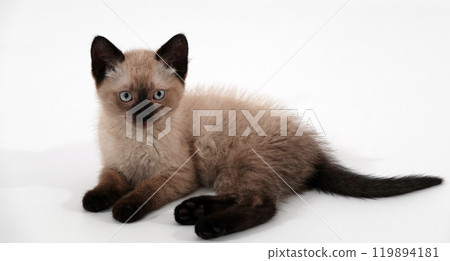 Siamese kitten on a white background Siamese kitten on a white background 119894181