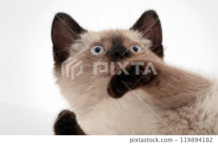 Siamese kitten on a white background Siamese kitten on a white background 119894182