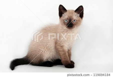 Siamese kitten on a white background 119894184