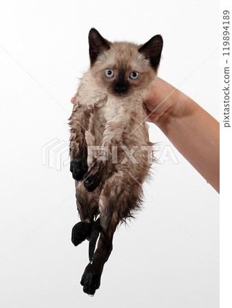Kitten is played with Thai or Siamese breed Kitten is played with Thai or Siamese breed 119894189