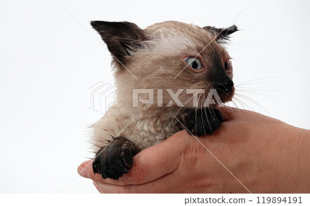 Kitten is played with Thai or Siamese breed Kitten is played with Thai or Siamese breed 119894191