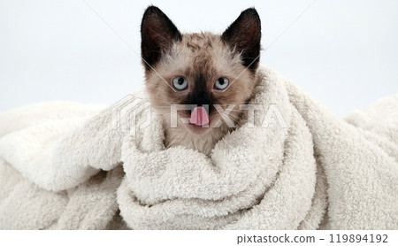 Kitten is played with Thai or Siamese breed 119894192