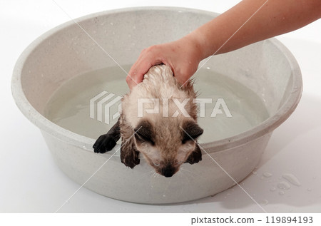 Kitten is played with Thai or Siamese breed Kitten is played with Thai or Siamese breed 119894193