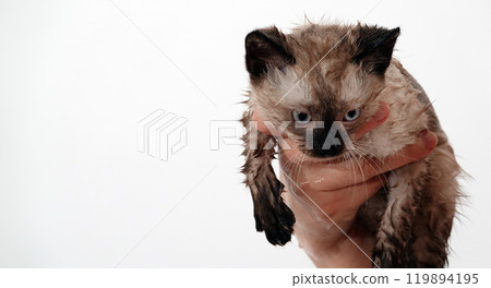 Kitten is played with Thai or Siamese breed Kitten is played with Thai or Siamese breed 119894195