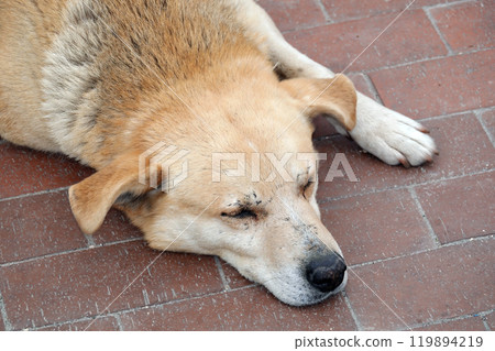 Tired yard dog tired tired falls asleep Tired yard dog tired tired falls asleep 119894219