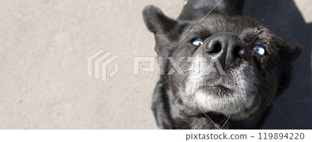 Kiev, Ukraine April 13, 2020: A dog similar to the Demon, black color and white-blue eyes Kiev, Ukraine April 13, 2020: A dog similar to the Demon, black color and white-blue eyes 119894220