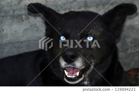 Kiev, Ukraine April 13, 2020: A dog similar to the Demon, black color and white-blue eyes 119894221