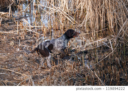 Kiev, Ukraine March 29, 2020: A dog in the grass is looking for prey Kiev, Ukraine March 29, 2020: A dog in the grass is looking for prey 119894222