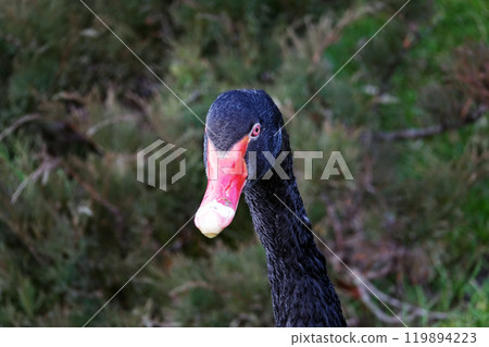 Black swan in the Kiev park on the lake Black swan in the Kiev park on the lake 119894223