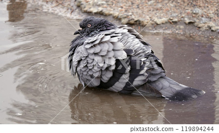 Pigeon washes after rain in a puddle 119894244