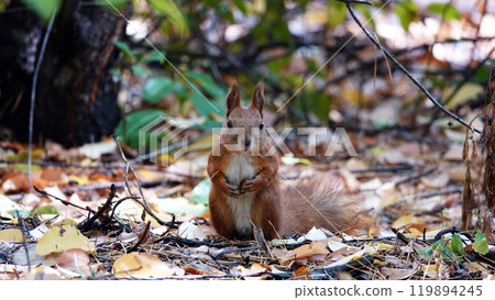 Squirrel poses for the photographer from all sides Squirrel poses for the photographer from all sides 119894245