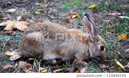 Hare eats grass in the meadow Hare eats grass in the meadow 119894249