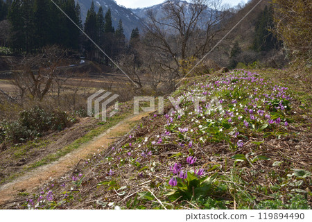 A mountain village in spring where dogtooth violets and anemones bloom A mountain village in spring where dogtooth violets and anemones bloom 119894490