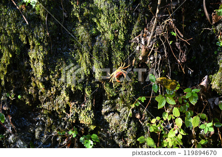 Autumn Crab (Sawagani) 119894670